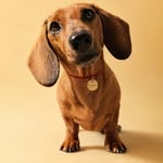 Fynnley, miniature dachshund