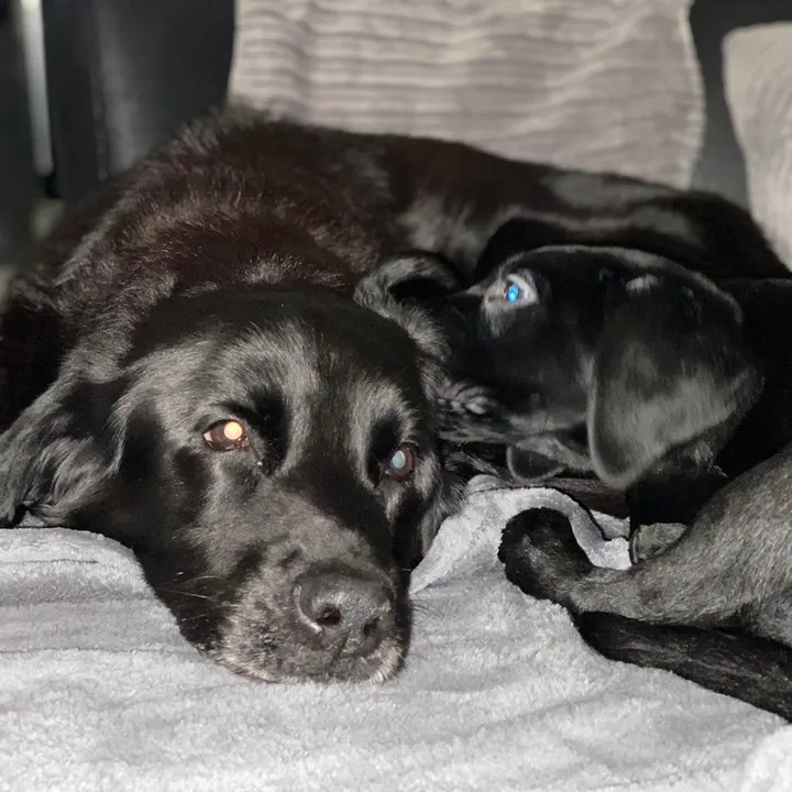 Janey,Harley&Woody😊🐶🐶