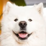 Udon the Samoyed