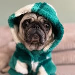 🔵Ted Dutch cross-eyed Pug©️🧸