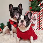 Zeus e Zara - Bulldogue Francês 🐾