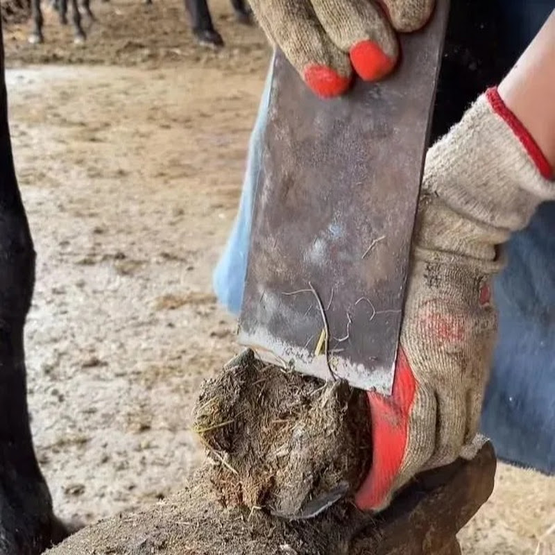 hoof repair