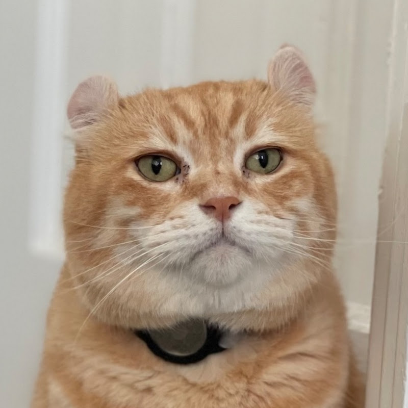 橘貓軍團 Fat Ginger Cats