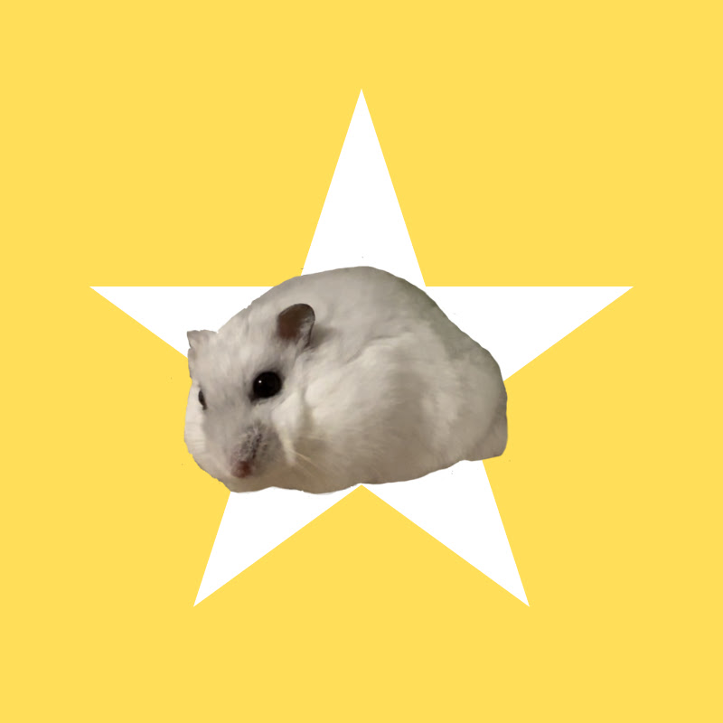 ハムスターのおもち : OMOCHI THE HAMSTER