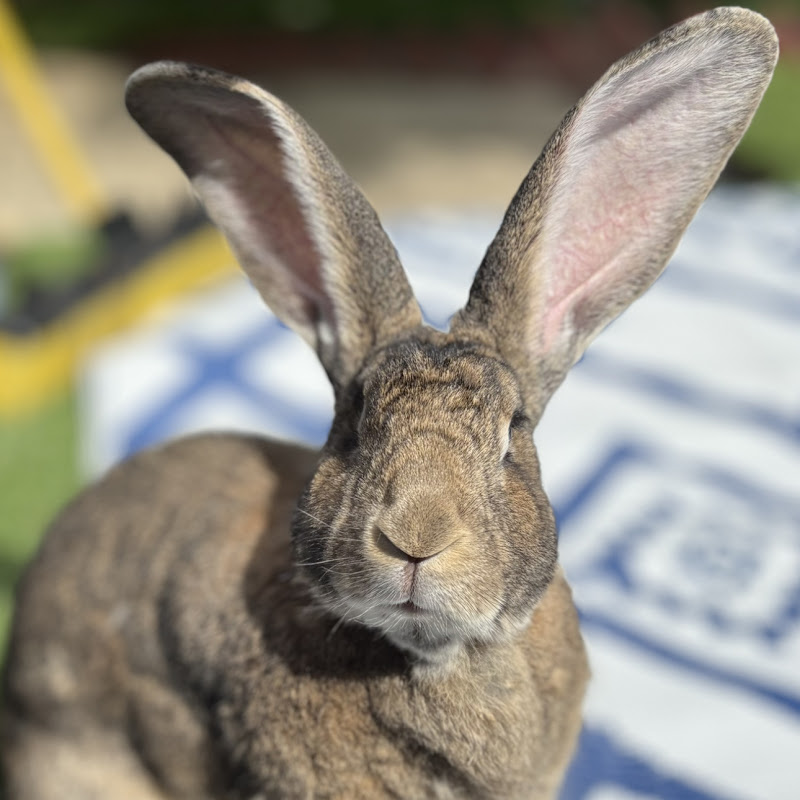Giant Rabbit Thumper