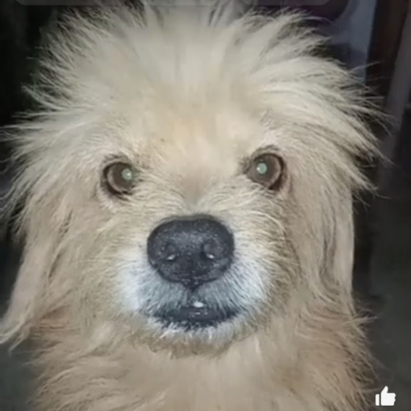 Bruno mi perro 