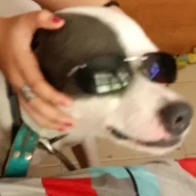 🐾Mi Perro TANGO🐾