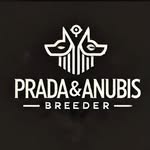 British Shorthair | Scottish Fold