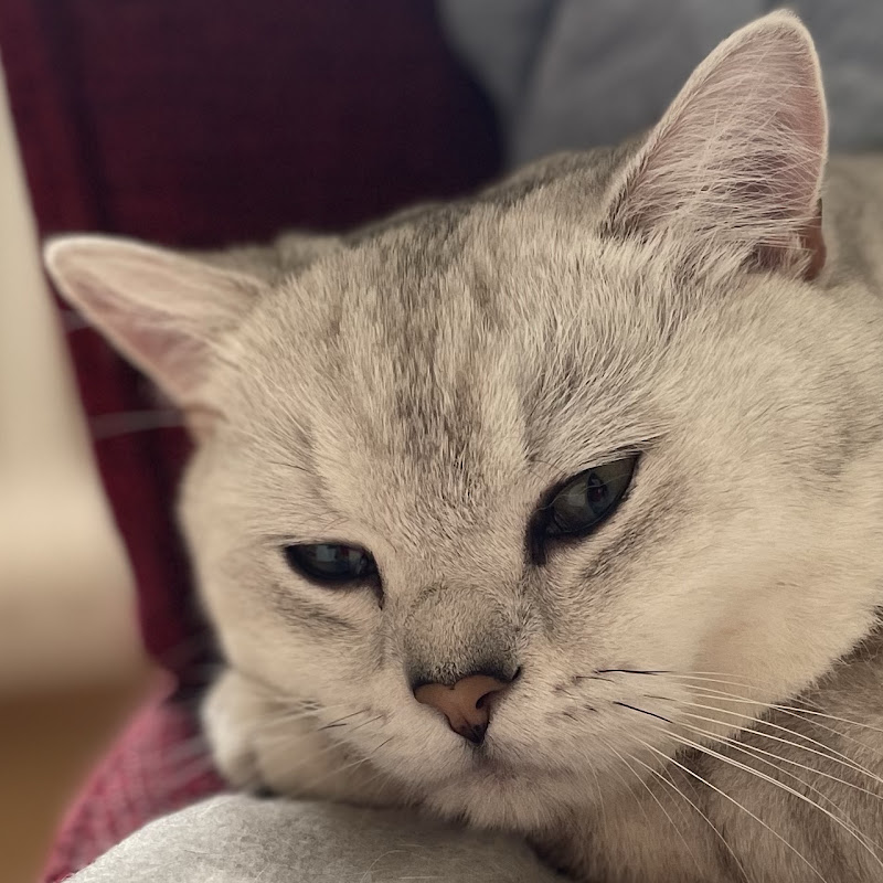 Simba‘s Cat Life