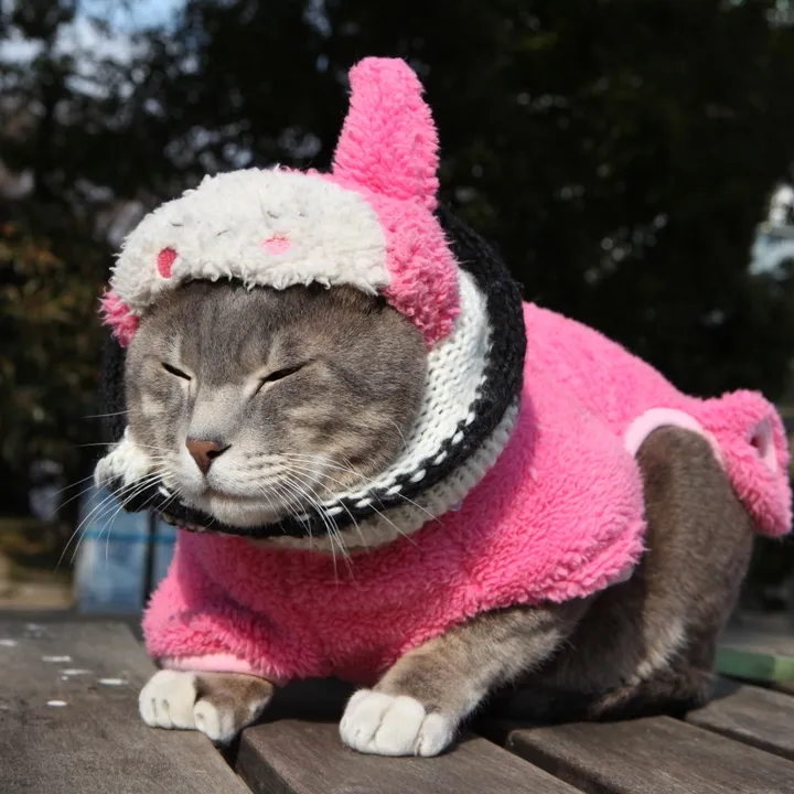 タマぽん