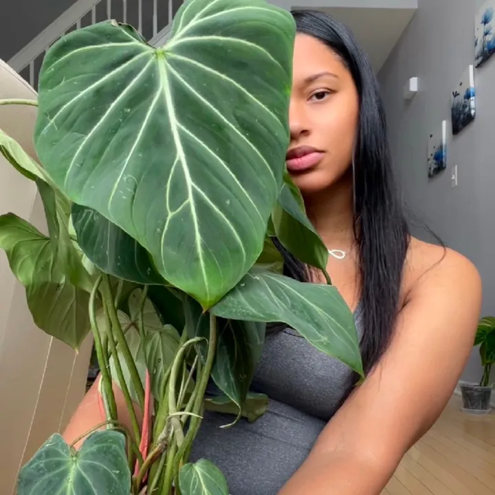 Plantslovedee