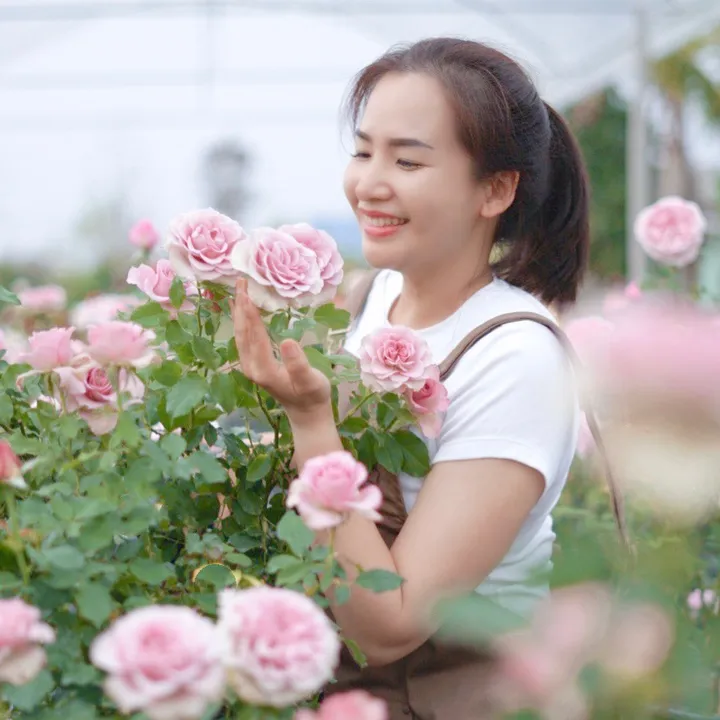 สวนกุหลาบ Rose Valentine