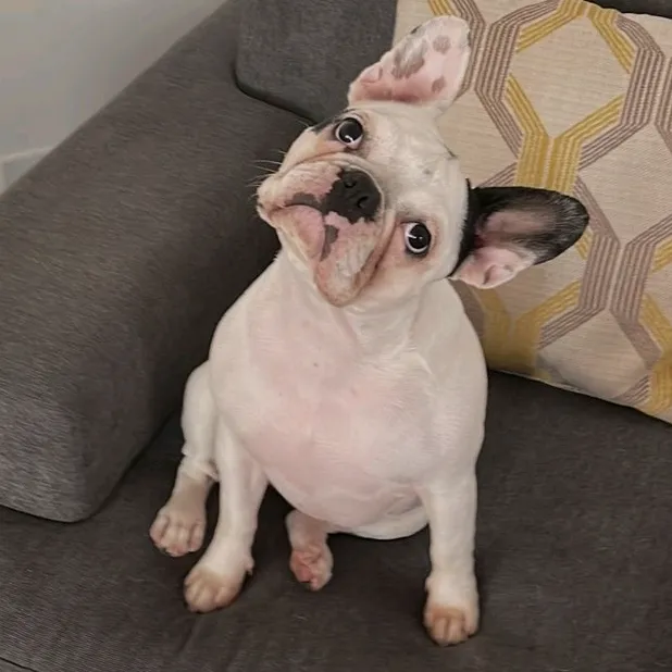 babby frenchie