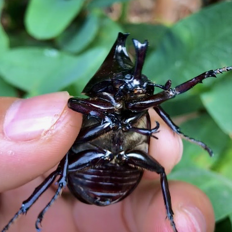 Insects The Explorer