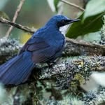 Saddaf Sohail / Certified Behavioural Consultant / Psychologist