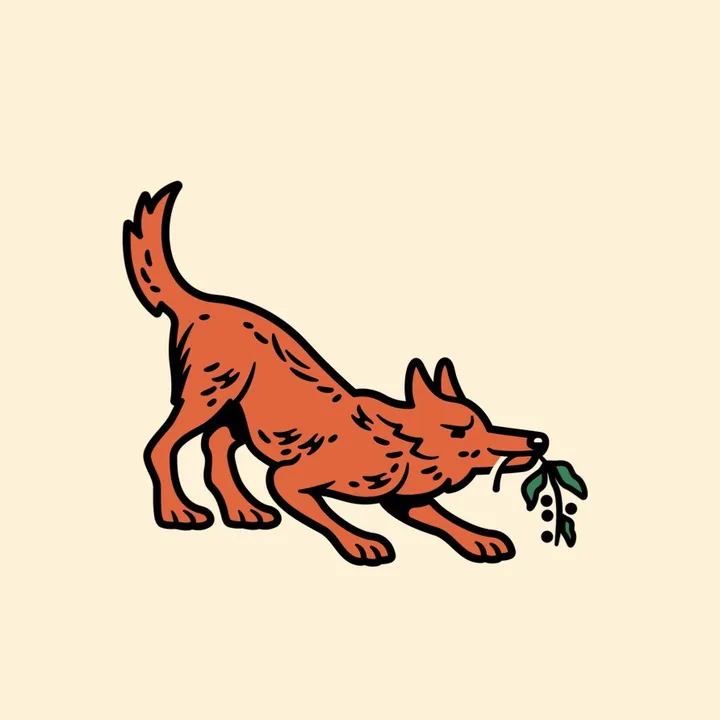 montecoyote