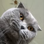 Барон и Сима 🐱🐱