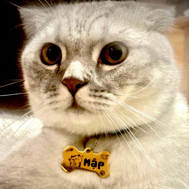 Nhà Toàn Lông Mèo