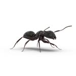 Ant