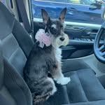 Abby_Bella_Rattler