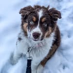 Aspen 🐾