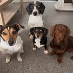 The Awesome Foursome 🐾