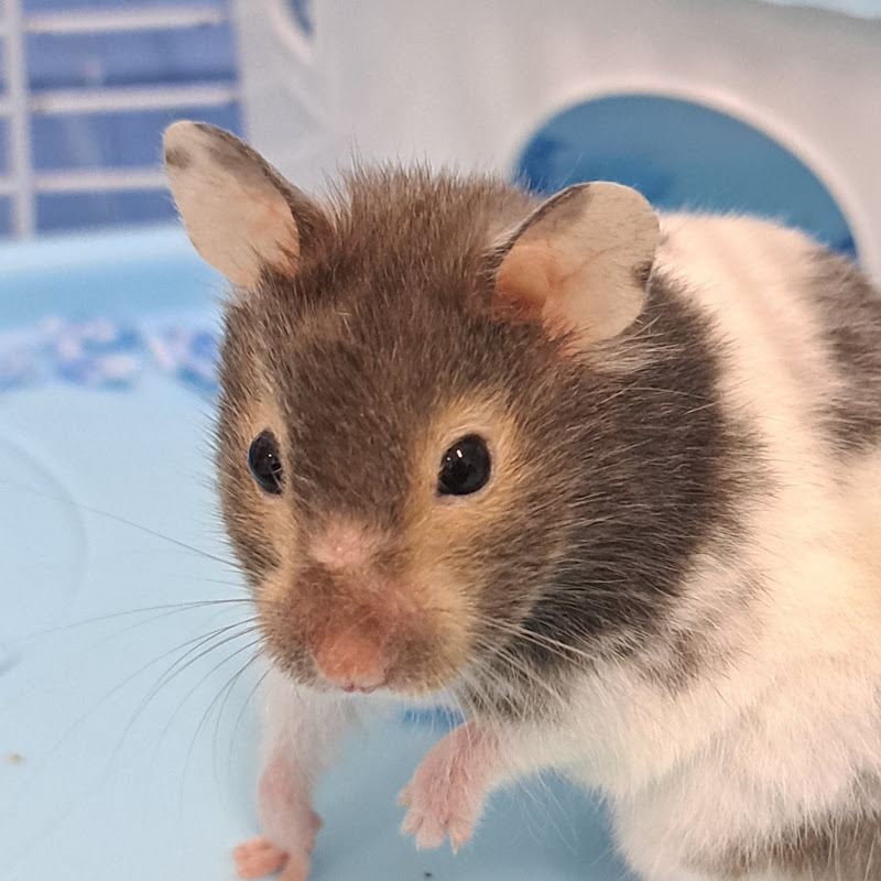 Cola's Tiny World