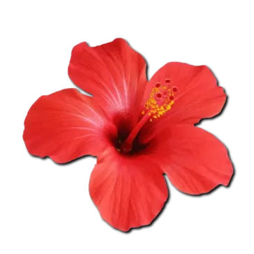Red Hibiscus 🌺
