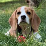 Shiro🐶 The beagle boy