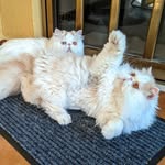 LOGAN  &  MIA    PERSIAN  CATS