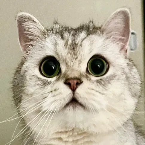 Ollie the Cat