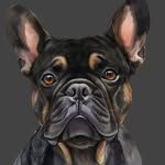 Custom Dog Designs