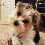 Petey the Morkie
