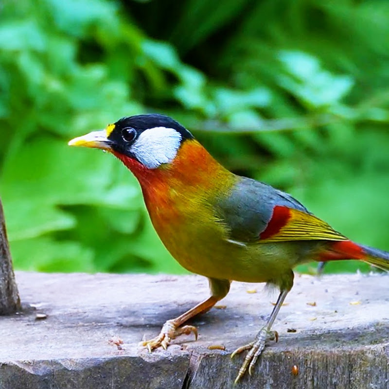Chill Forest Birder
