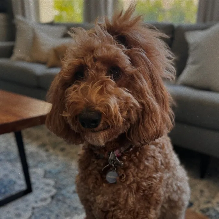 HRHMakai the IrishDoodle