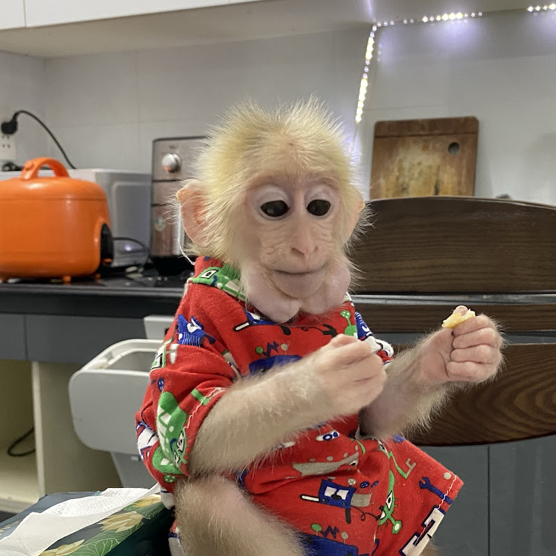 Mac Monkey