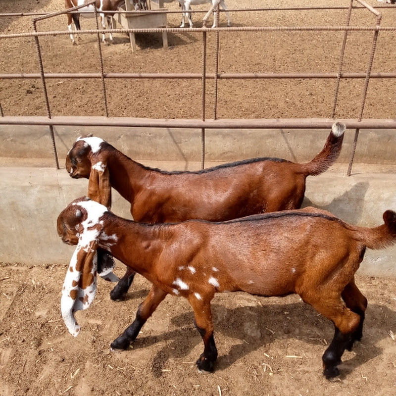 Vehari Goat Farm 