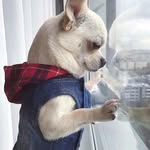 Chihuahua