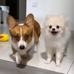 Maple Corgi & Snowy Pom