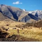 everythingcountrynz