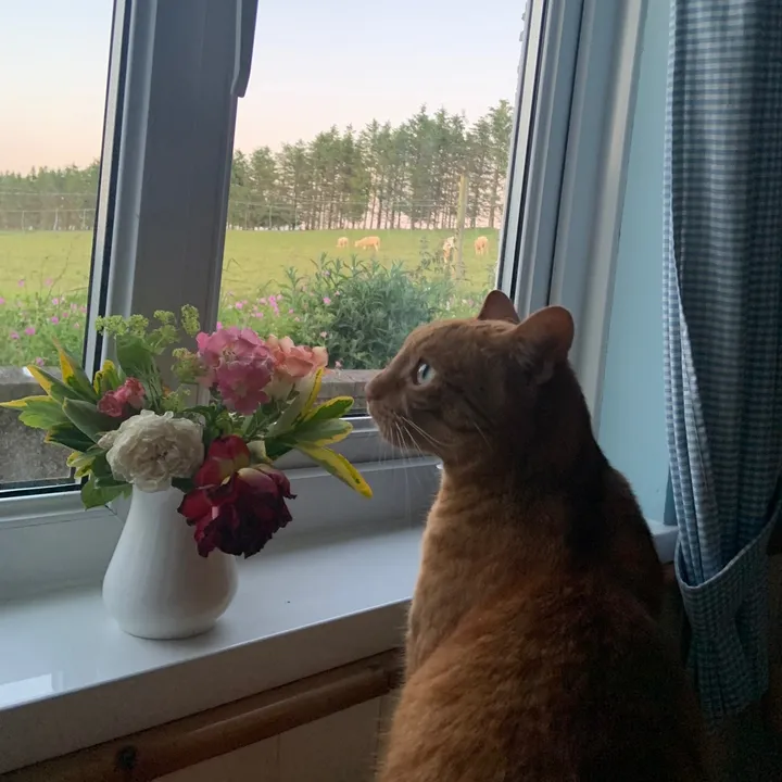 Jonesy’s Garden