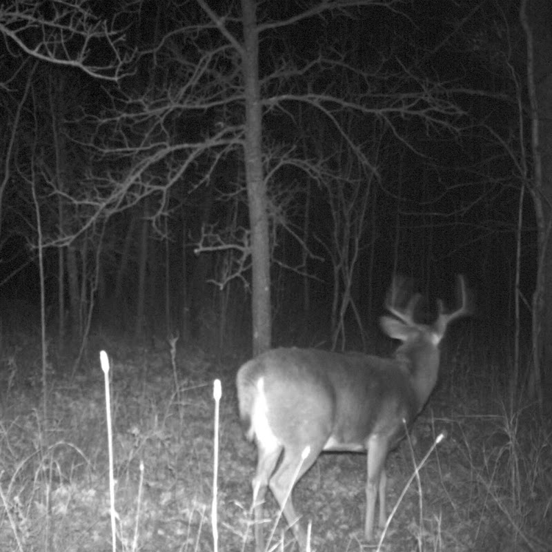 612outdoors com