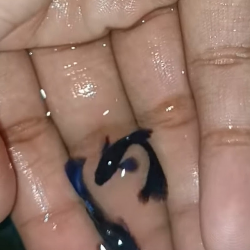 Armaan parrot lover fish vlog🐬🦜