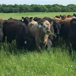 Greenwood County Cattlewomen