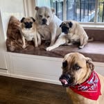 PugnBull
