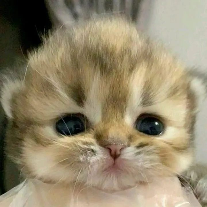 Hinatababy