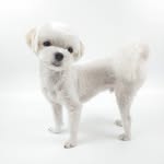 모찌엄마(•̀ᴗ•́)و ̑̑