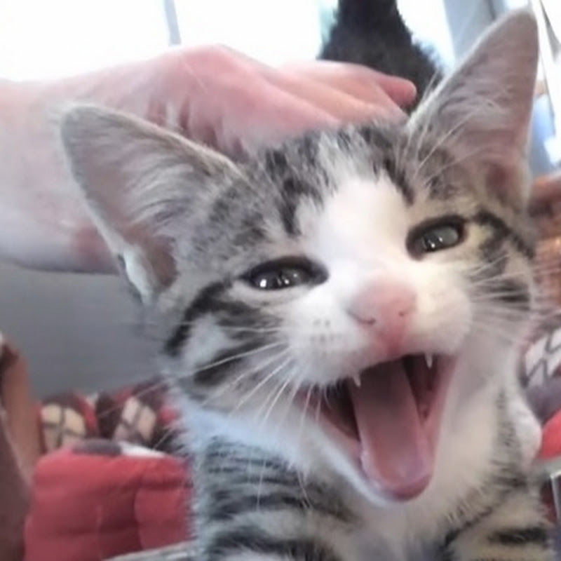 CatKitFun 