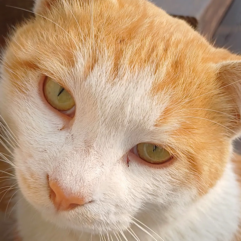 마당냥이가 된 고백이 & 길고양이 키우기