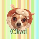 chai